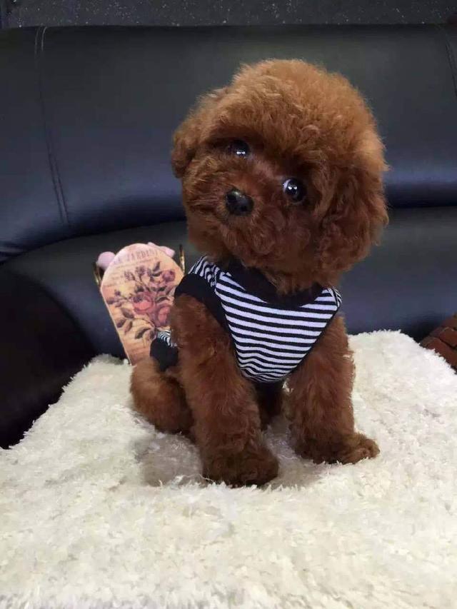 猫螨虫是什么原因？揭开猫咪皮肤问题的秘密